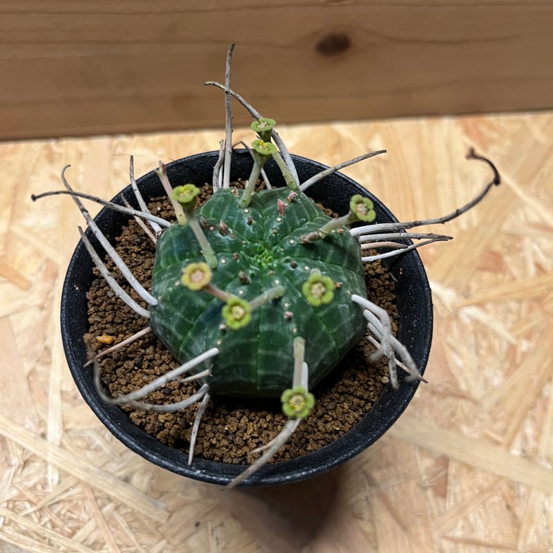 ユーフォルビア バリダ 雄株 | GREEN LUCK