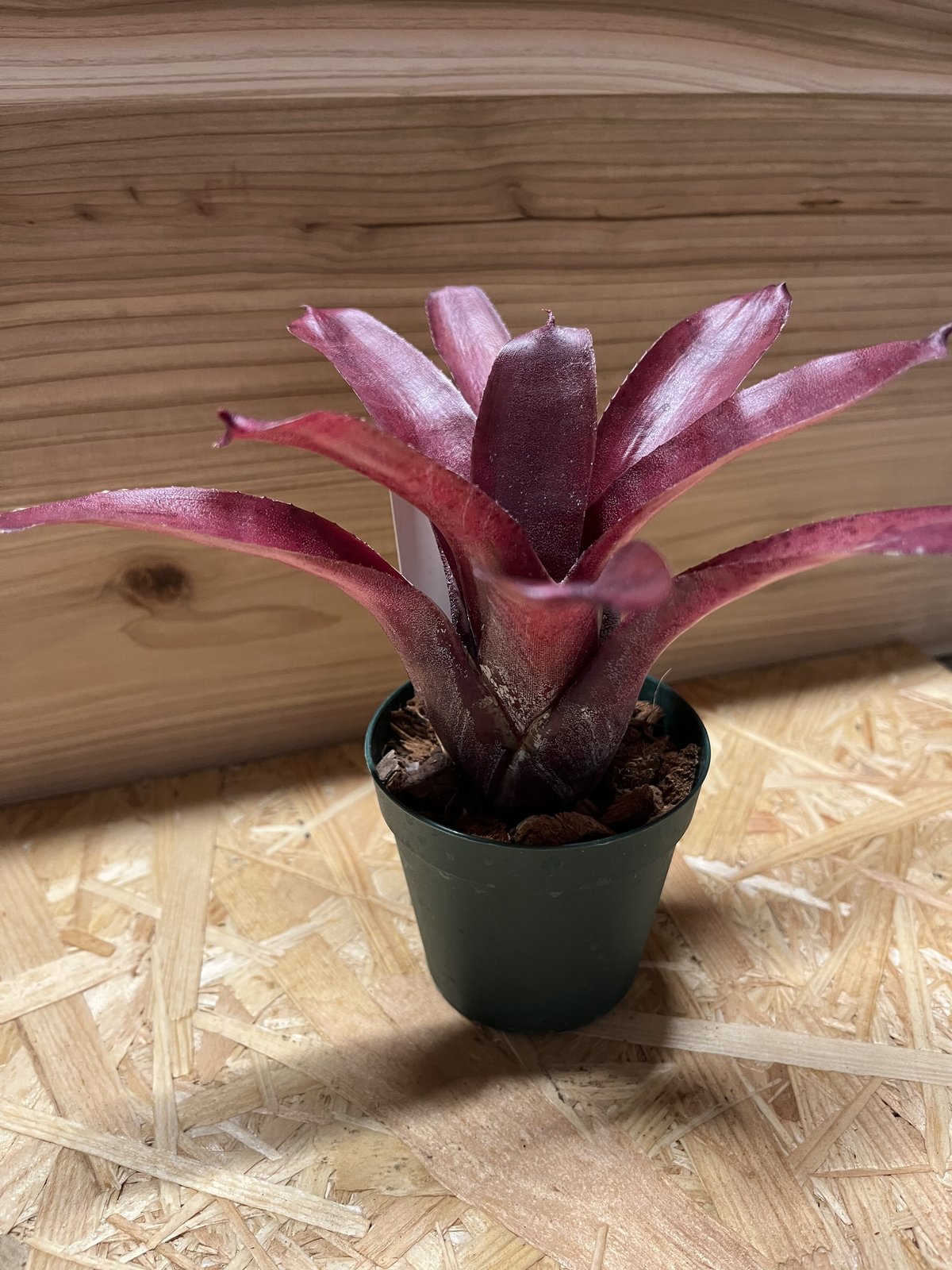 ネオレゲリア アマゾン | GREEN LUCK