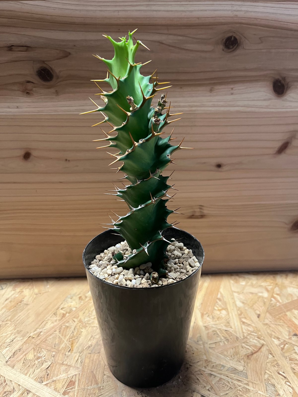 ユーフォルビア トルチラマ | GREEN LUCK 