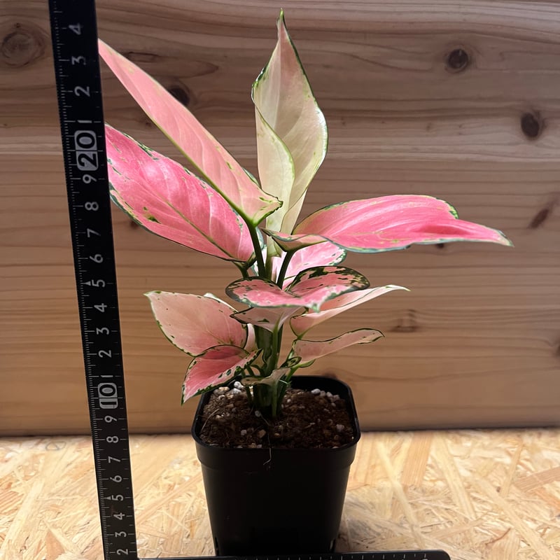 アグラオネマ オーピシャスレッド | GREEN LUCK