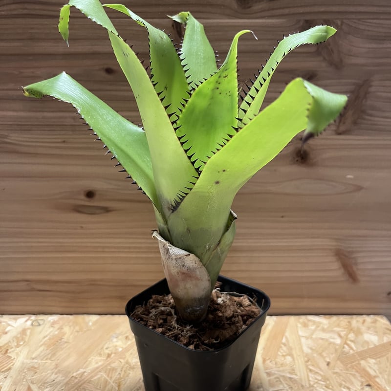 Aechmea Trianguralis 子株付き エクメア トリアングラリス | GREEN LUCK
