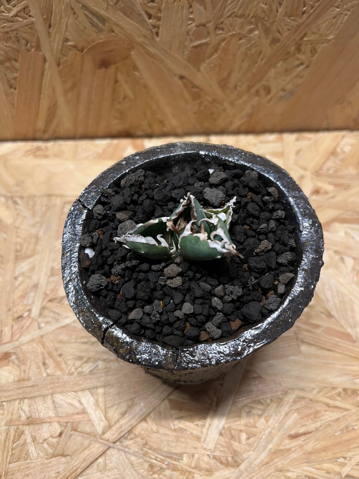 アガベ チタノタ 金鯨×伝市鉢 穴窯 | GREEN LUCK