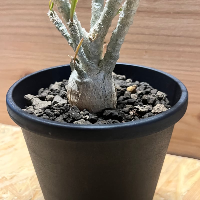 ユーフォルビア ワリンギアエ | GREEN LUCK