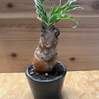 カ*ン様 パキポディウム グラキリス 鉢ごと パキポディウム グラキリス×かみ山陶器鉢 | GREEN LUCK