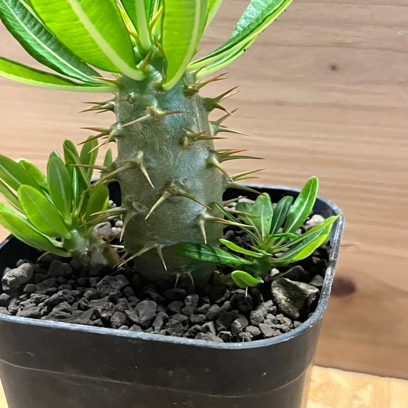 パキポディウム アンボンゲンセ 多頭株 | GREEN LUCK