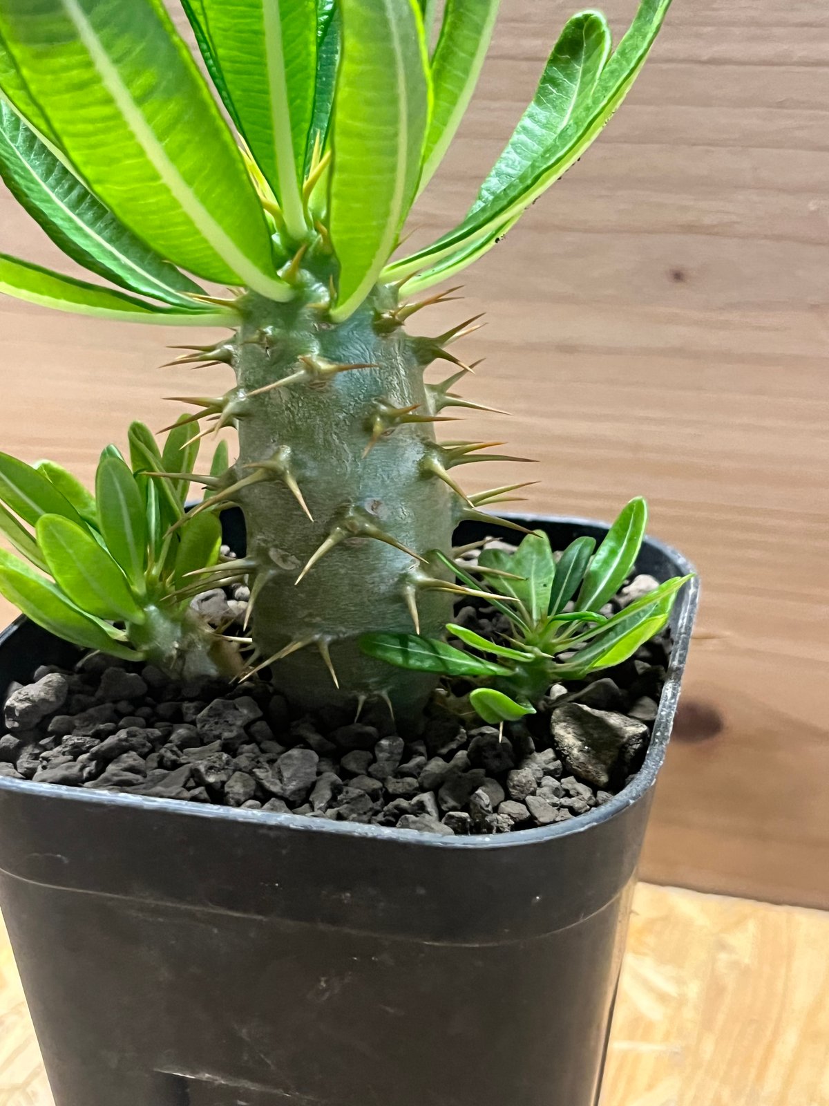 パキポディウム アンボンゲンセ 多頭株 | GREEN LUCK