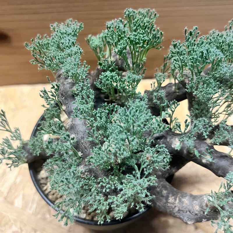 モンソニア ムルチフィダ （サルコカウロン） | GREEN LUCK