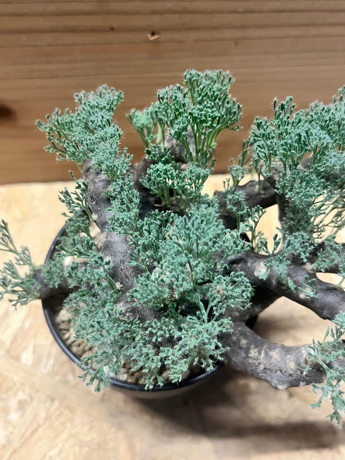 モンソニア ムルチフィダ （サルコカウロン） | GREEN LUCK