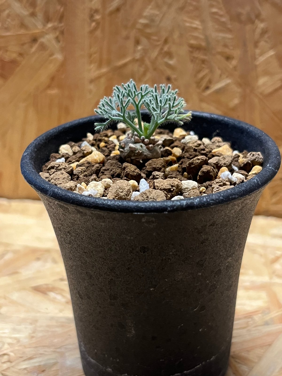 鉢のまま発送変更 サルコカウロン ペニクリナム モンソニア ペニクリナ