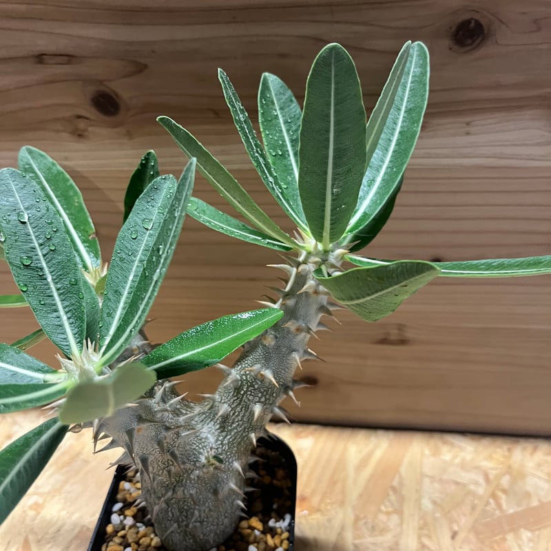 パキポディウム デンシフローラム | GREEN LUCK