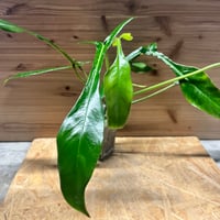 ビルベルギア マッドマックス | GREEN LUCK