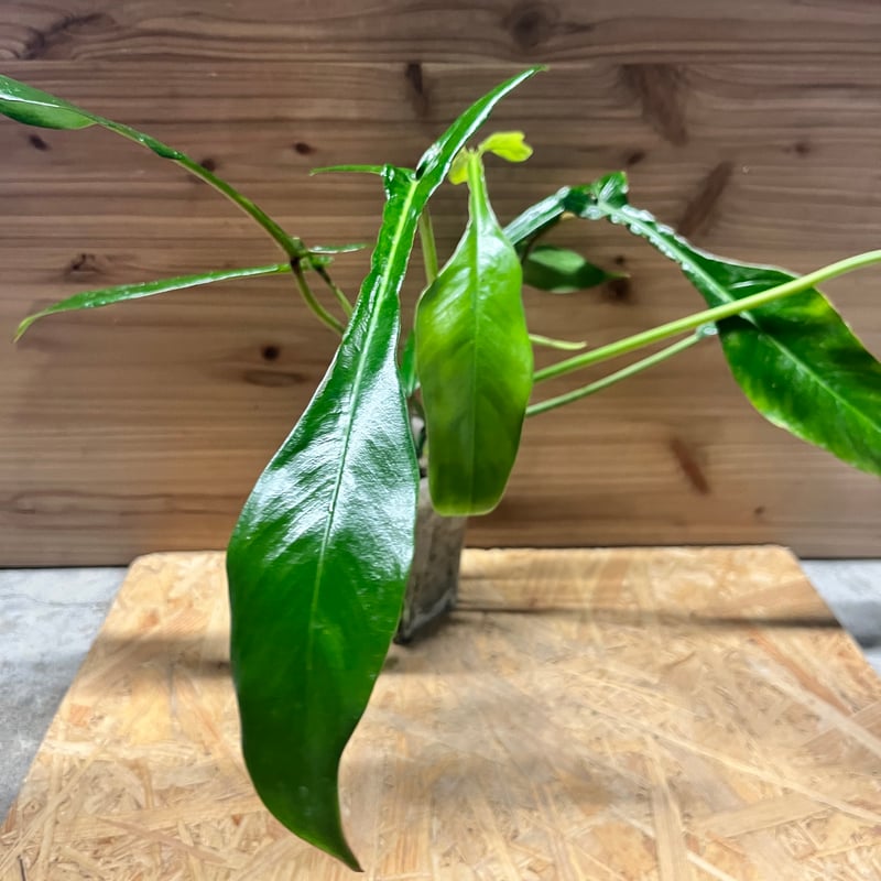 大株　フィロデンドロン　ジョーピー　７号 大株 フィロデンドロン ジョーピー 7号