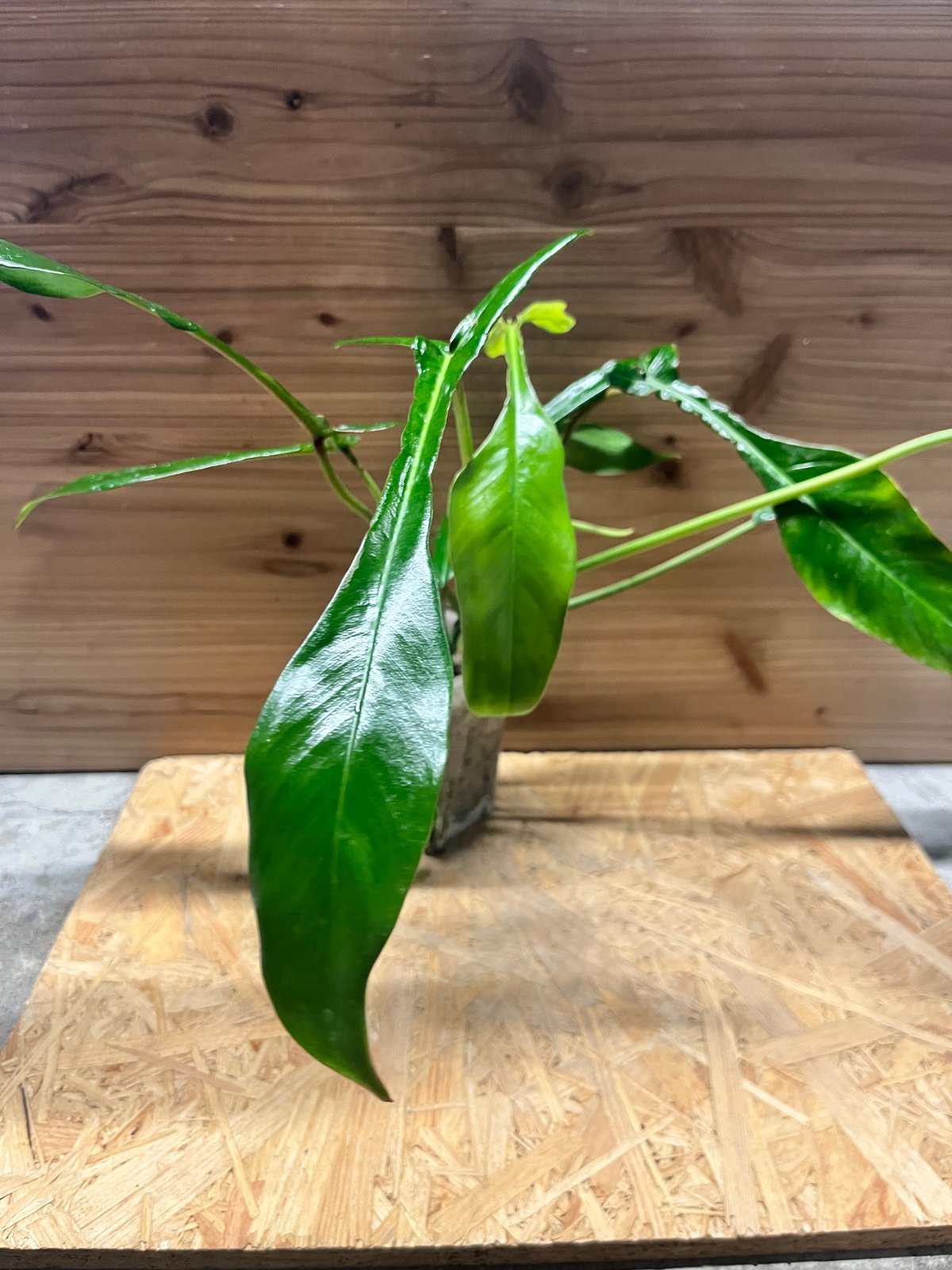 フィロデンドロン ジョーピー | GREEN LUCK