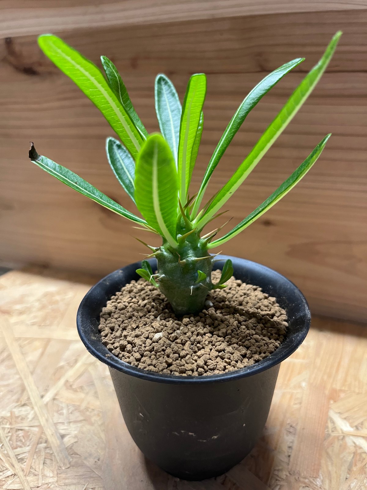 希少 パキポディウム アンボンゲンセ 観葉植物 パキポディウム アンボンゲンセ | GREEN LUCK