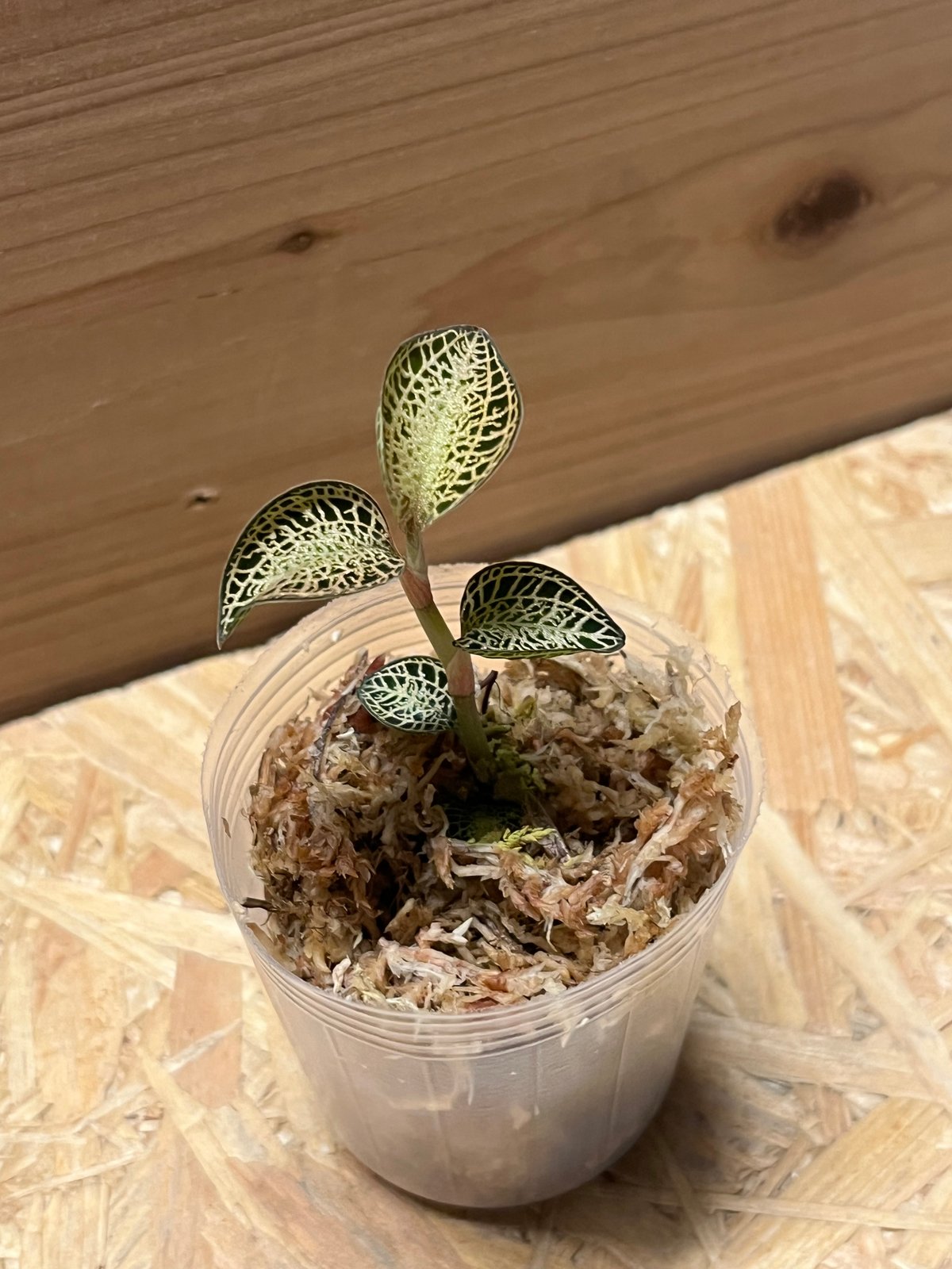 アネクトキルス ロクスバギー ゴールドベインタイプ | GREEN LUCK