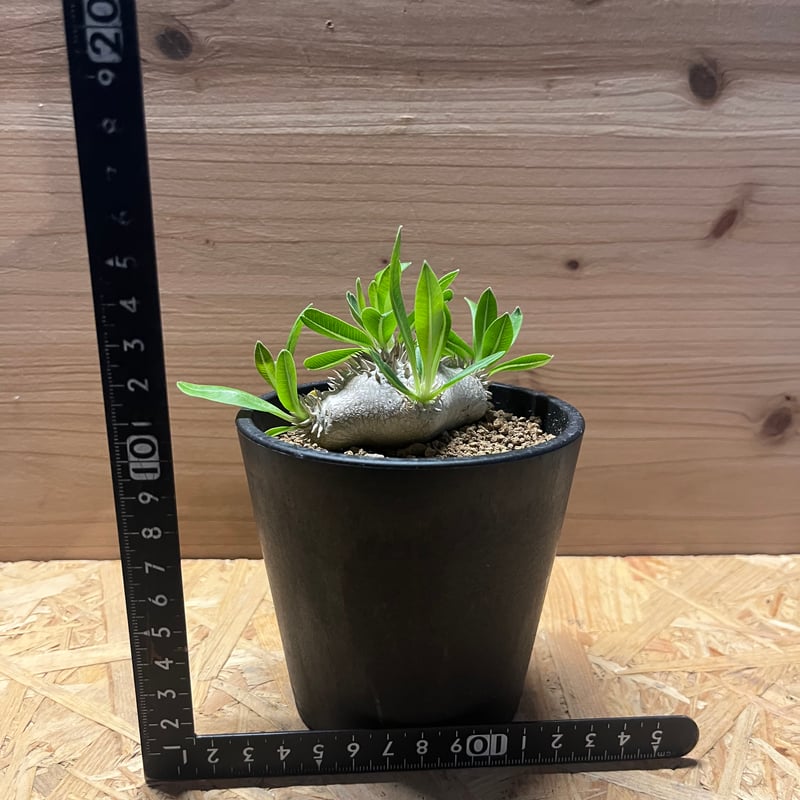 パキポディウム 恵比寿笑い | GREEN LUCK