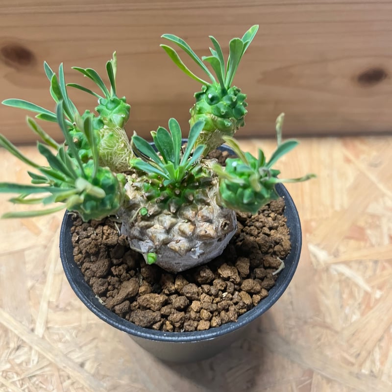 ユーフォルビア　峨眉山　特大　鉢付き　希少 ユーフォルビア 峨眉山 特大 鉢付き 希少