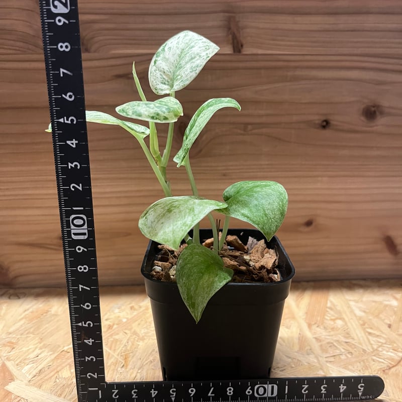 スキンダプサス ジェイド サテン マーブル | GREEN LUCK