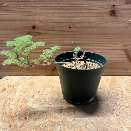 ペラルゴニウムトリステ | STORES