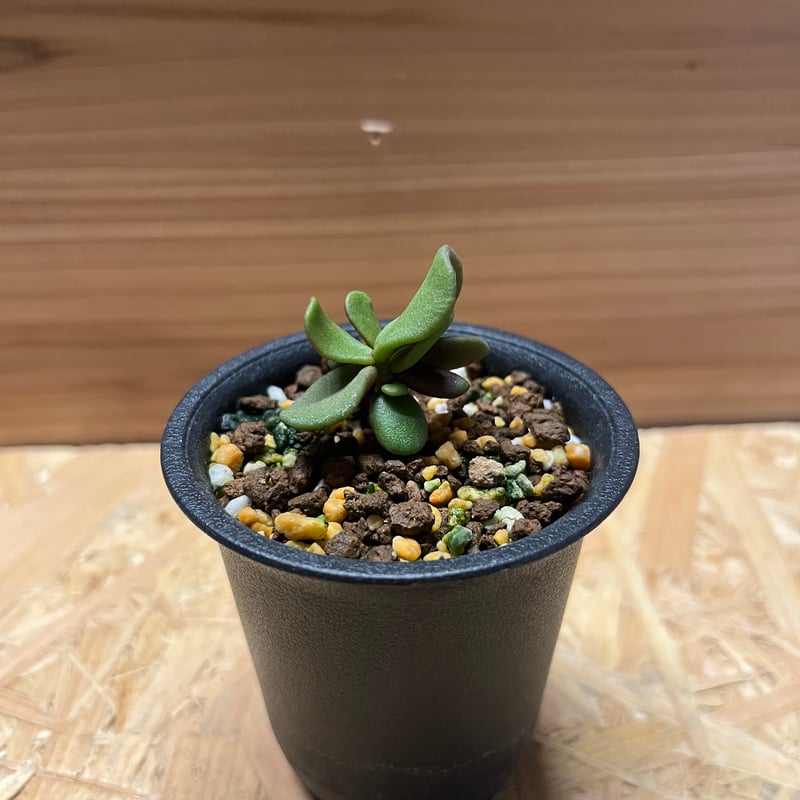 ケラリア ピグマエア 実生 | GREEN LUCK