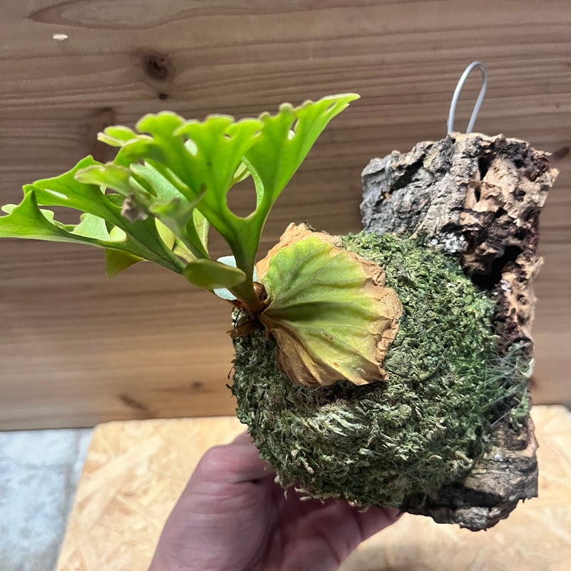 ビカクシダ リドレイドワーフ　シルベリー ビカクシダ リドレイドワーフ シルベリー（P. ridleyi Dwarf Silvery