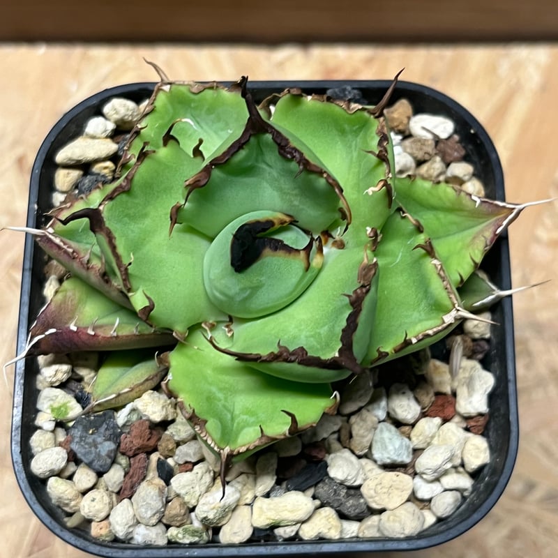 アガベ チタノタ サンフレーム | GREEN LUCK