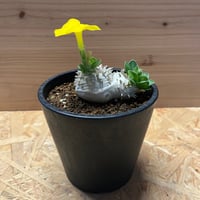 アガベ ユタエンシス エボリスピナ 陽炎 未発根 | GREEN LUCK アガベ ユタエンシス エボリスピナ 陽炎 未発根 | GREEN LUCK