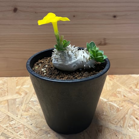 まん丸恵比寿笑い現地球選抜白肌厳選コレクション株