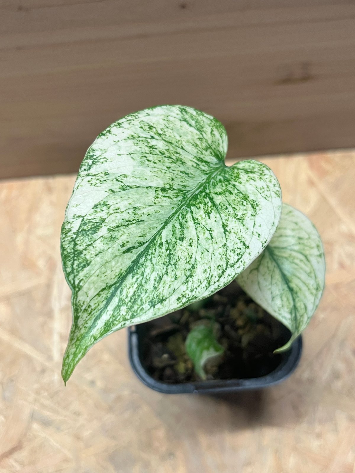 【4017828】モンステラ デリシオーサ フルミント モンステラ デリシオーサ ミント | GREEN LUCK