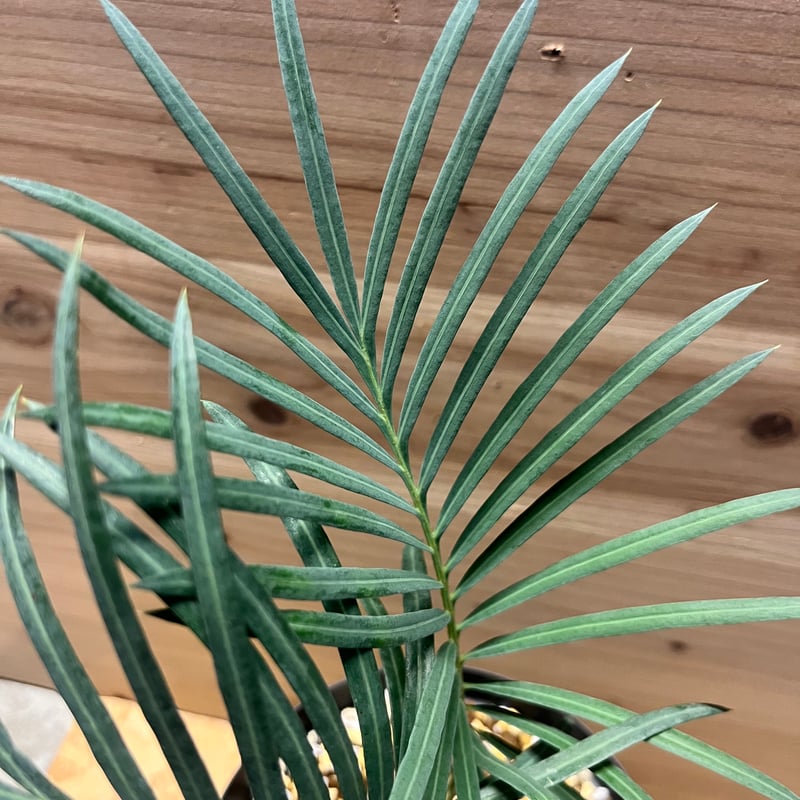 サイカス クピダ | GREEN LUCK