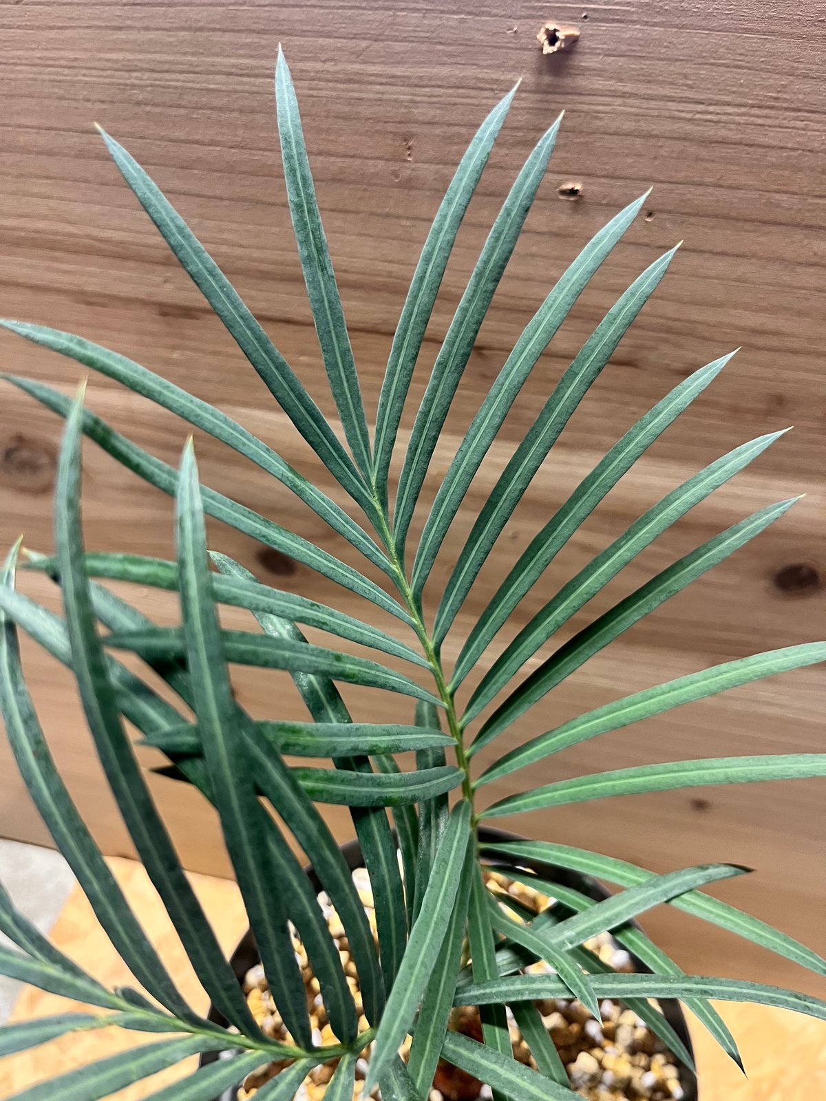 サイカス クピダ 2 サイカス クピダ | GREEN LUCK