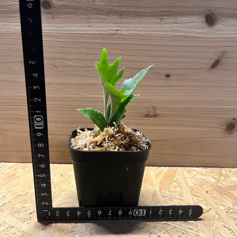 ビカクシダ mskzsgym ビカクシダ mskzsgym thumbnail_newproducttemplate_0