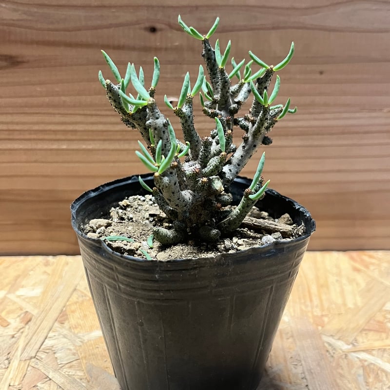 チレコドン　ブッコルジアヌス チレコドン ブッコルジアヌス | GREEN LUCK