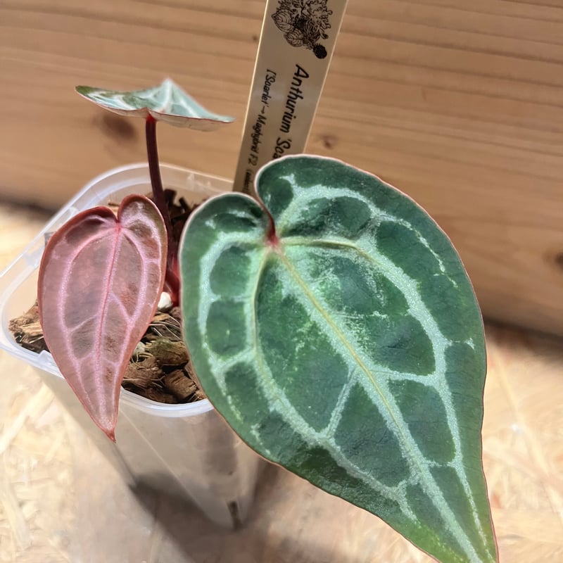 アンスリウム　スカーレット アンスリウム スカーレット | GREEN LUCK