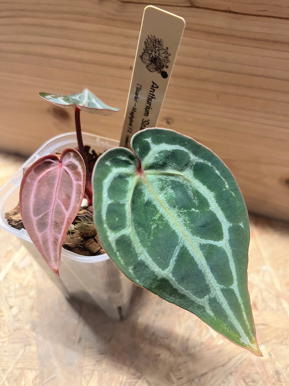 アンスリウム スカーレット | GREEN LUCK