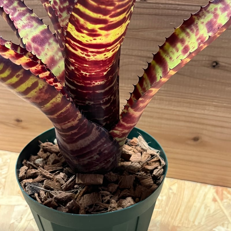 ネオレゲリア ハンニバルレクター | GREEN LUCK