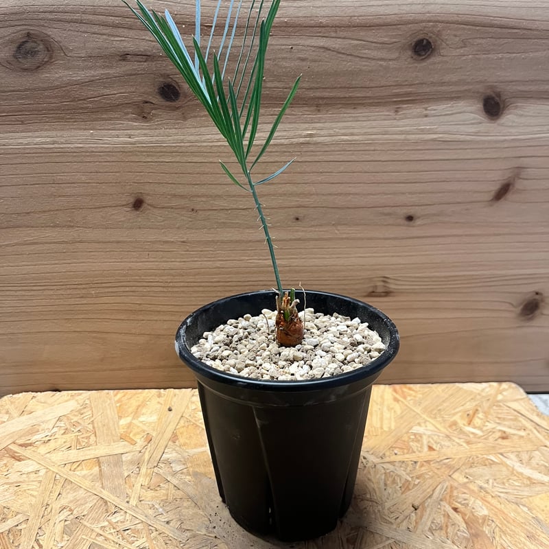 サイカス カイルンシアナ | GREEN LUCK