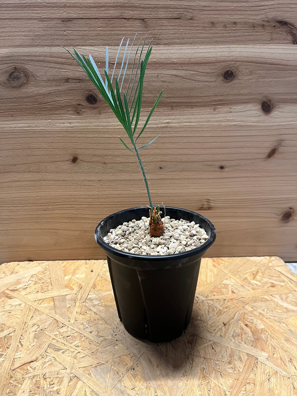 11 サイカス カイルンシアナ ブルーリーフ 国内フラッシュ サイカス カイルンシアナ | GREEN LUCK