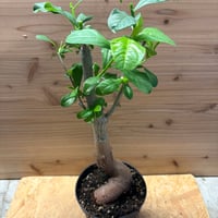 アダンソニア　ディギタータ　バオバブ