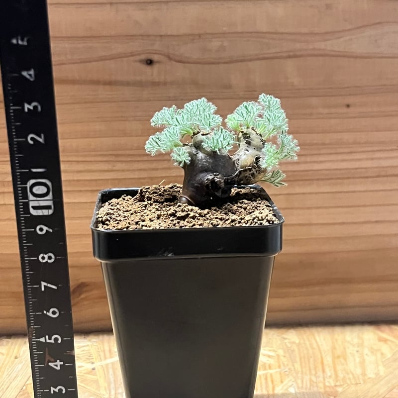甘い物が好きな人 モンソニア ムルチフィダ 大型XL株 モンソニア ムルチフィダ | GREEN LUCK