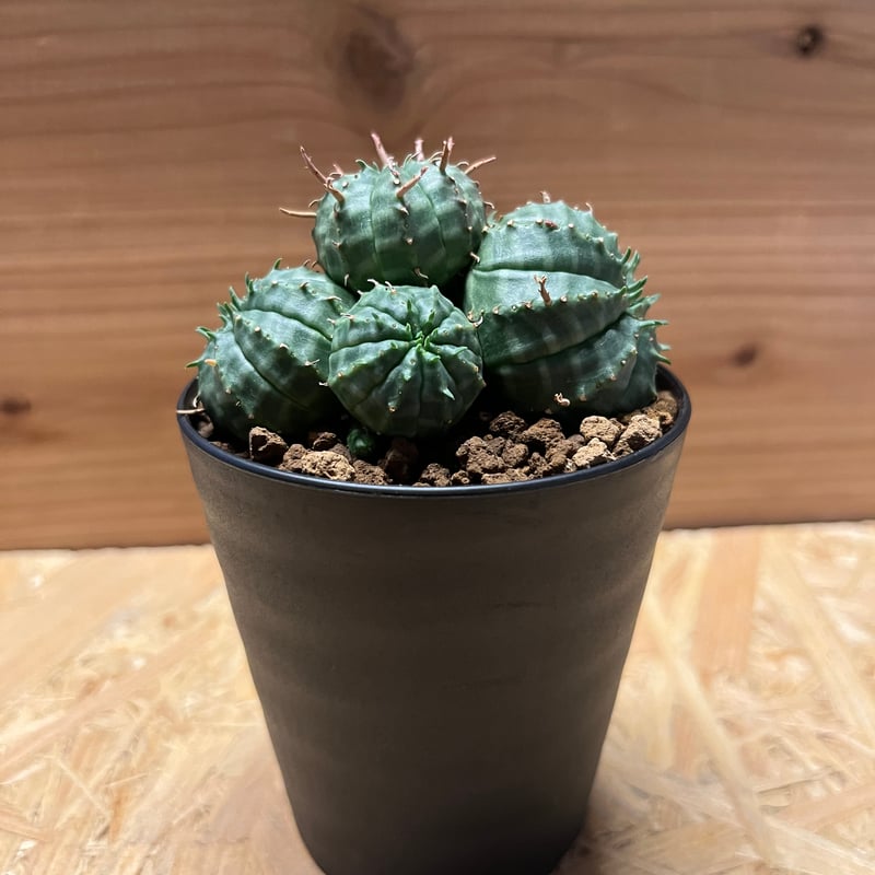 ユーフォルビア バリダ 群生 | GREEN LUCK