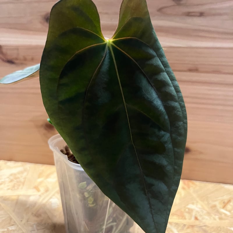 アンスリウム パピリラミナム | GREEN LUCK