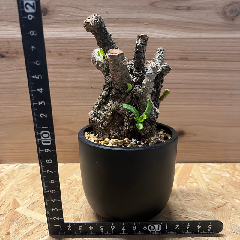 クサトベラ | GREEN LUCK