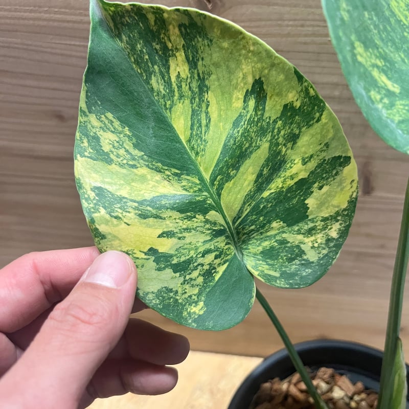 モンステラ デリシオーサ 'ポンポン' | GREEN LUCK