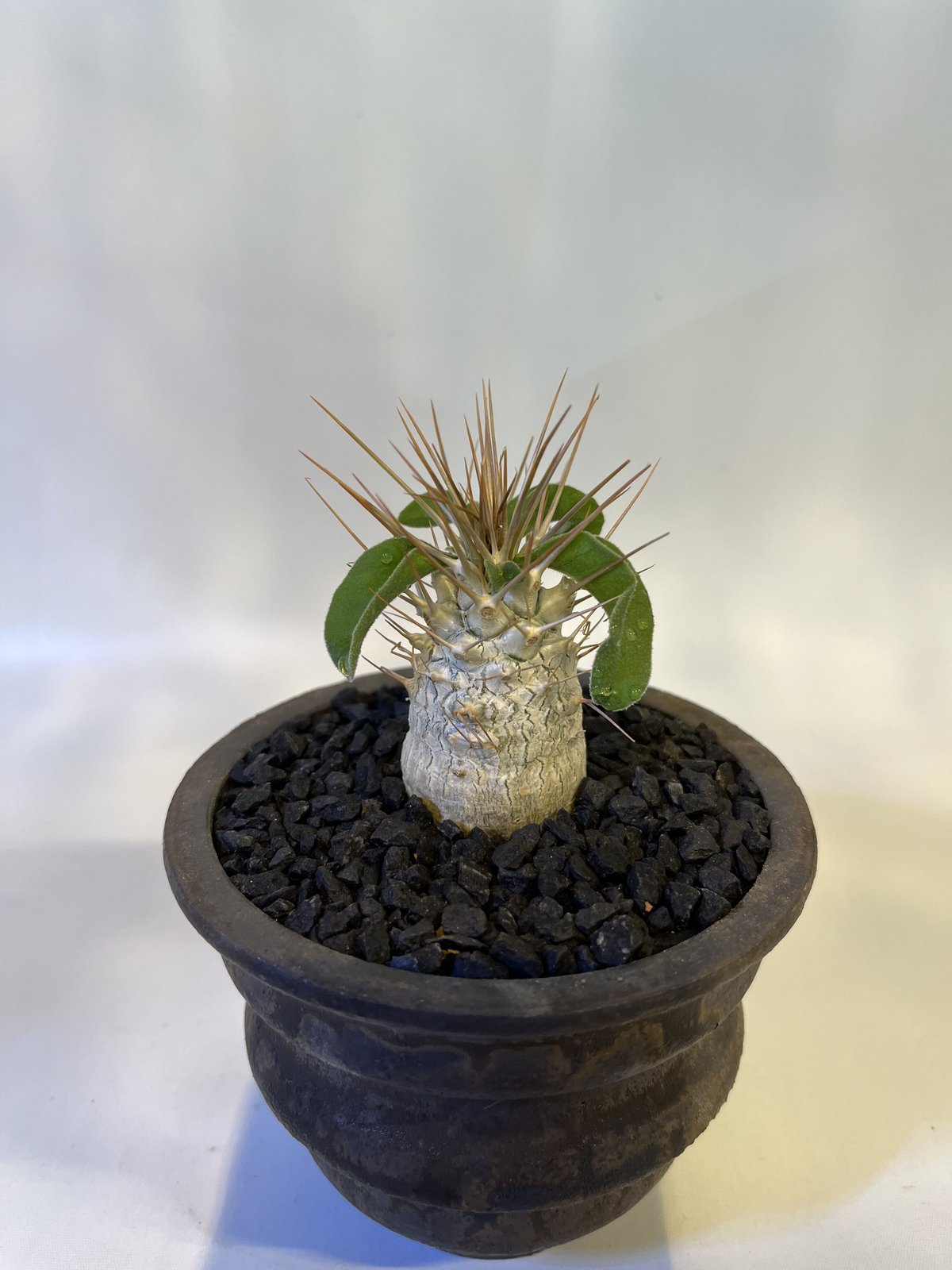 【鉢付き】パキポディウム・ナマクアナム(光堂) パキポディウム ナマクアナム 光堂×土京鉢 | GREEN LUCK