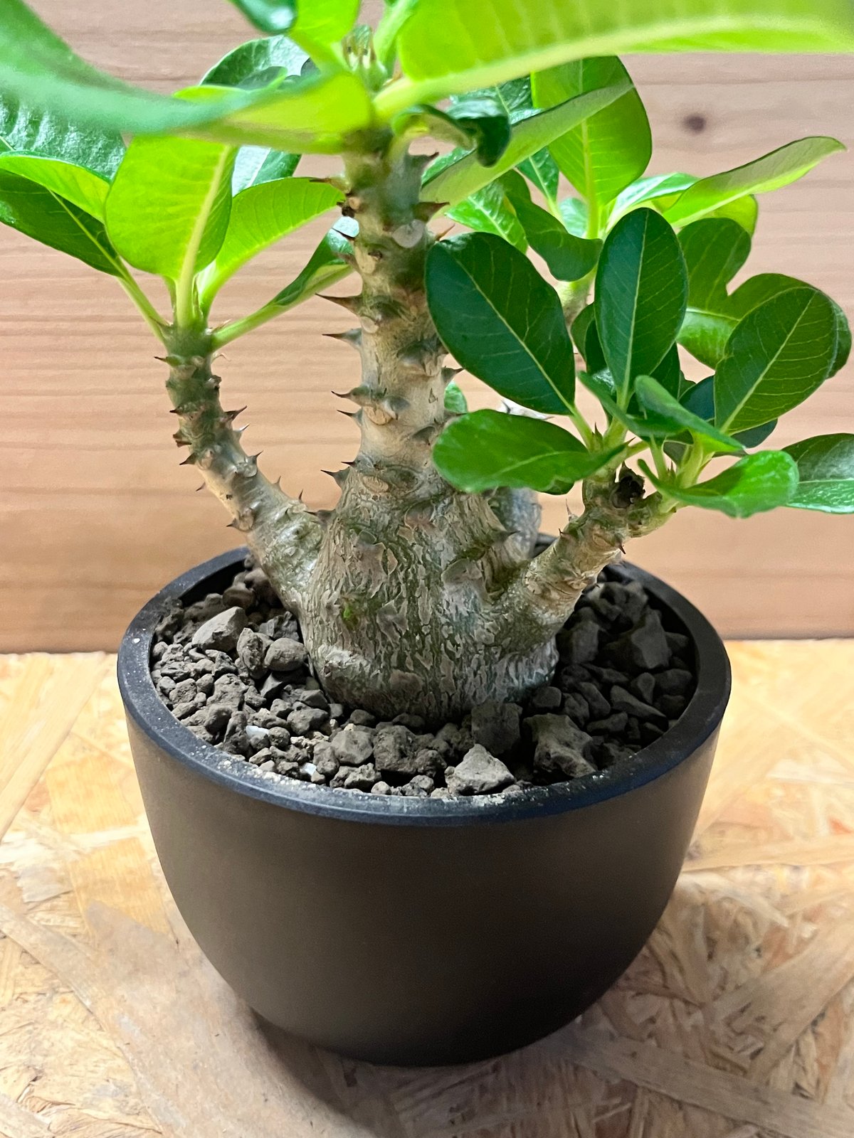 パキポディウム ウィンゾリー パキポディウム ウィンゾリー | GREEN LUCK