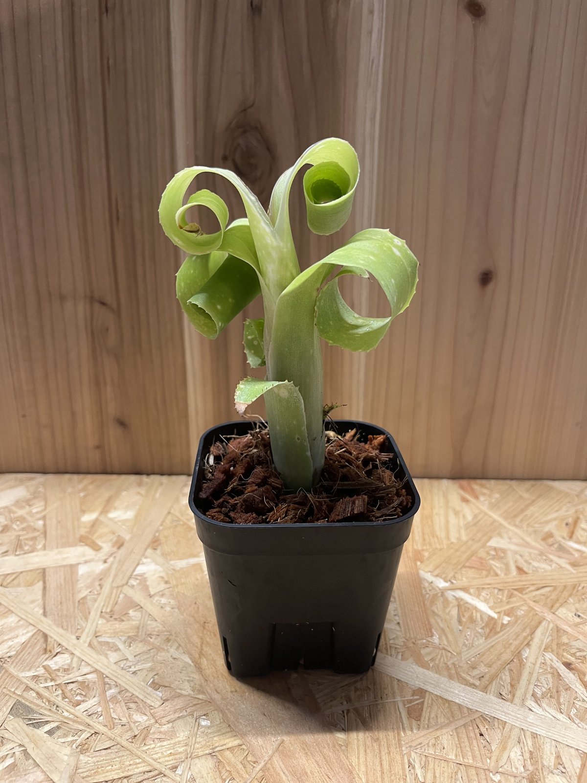 観葉植物）ビルベルギア レプトポーダ 3号（1株） ブロメリア タンク 