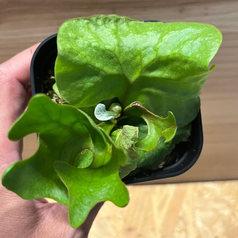 ビカクシダ リドレイ ドワーフ＆コンパクト | GREEN LUCK