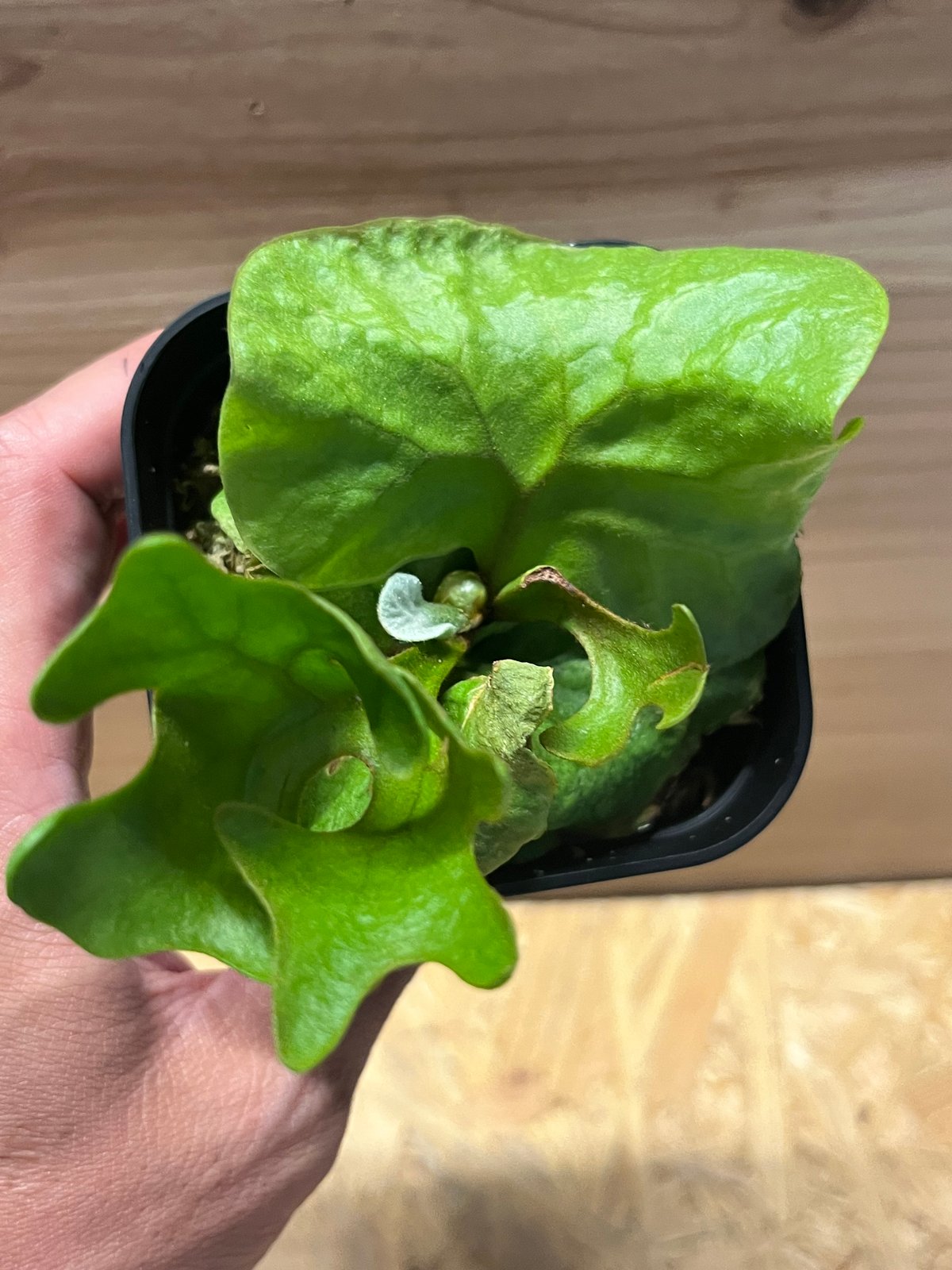 ビカクシダ リドレイ　巨大株① ビカクシダ リドレイ 巨大株① ビカクシダ リドレイ | 大 サイズ