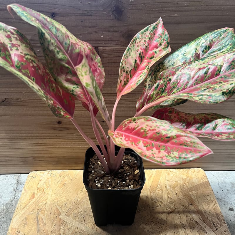 アグラオネマ 極美マルチカラー アグラオネマ 極美マルチカラー アグラオネマ 極美マルチカラー アグラオネマ 極美マルチカラー